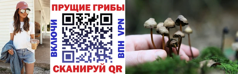 гидра онион Елизово Псилоцибиновые грибы прущие грибы
